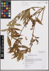 Foto von Salix excelsa S. G. Gmel.
